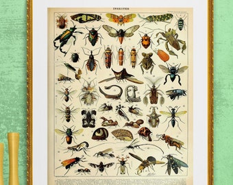 French learning board insects bugs, Victorian illustration ,  DIGITAL DOWNLOAD