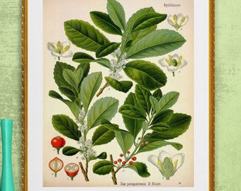 yerba mate antique French botanical fruits and leaves illustration digital download