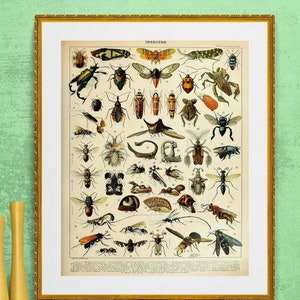 French learning board insects bugs, Victorian illustration ,  DIGITAL DOWNLOAD