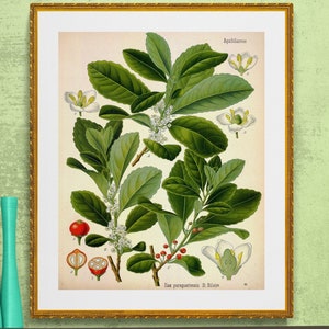 May include: A framed botanical print featuring a plant with green leaves, white flowers, and red berries. The print is displayed on a green wall, with three turquoise vases on a dark brown shelf in the foreground. The print is labelled "Aquifoliaceae".