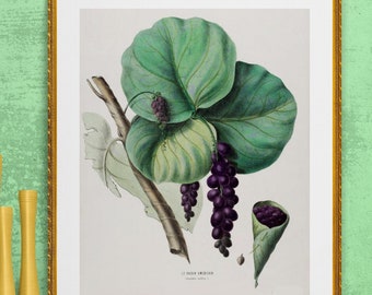 seagrape ,cocoloba uvifera, antique French botanical illustration ,digital download