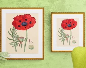 Papaver somniferum opium poppy antique French botanical illustration digital download