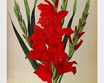 red gladiolus antique French botanical illustration DIGITAL DOWNLOAD