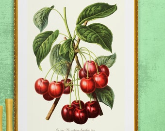cherries belles de courbay, antique botanical illustration, digital download POSTER SIZE