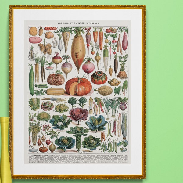 antique French botanical illustration vegetables , pumpkin,  cabbage,  turnip, learning chart,  digital download