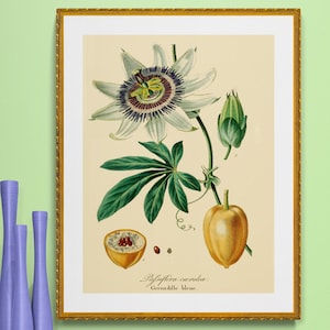 tropische Blume, Passionsblume, antike französische botanische Illustration, digitaler Download, Postergröße