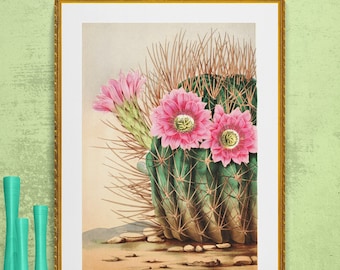 pink cactus flower echinopsis sea-hurchin cacti , antique French botanical illustration digital download POSTER SIZE