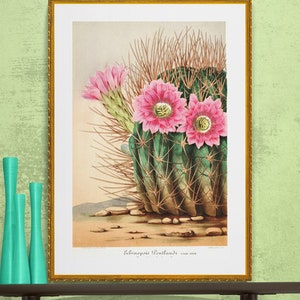 pink cactus flower echinopsis sea-hurchin cacti , antique French botanical illustration digital download POSTER SIZE image 1