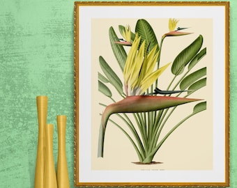 tropical bird of paradise flowers, antique French botanical illustration , digital download