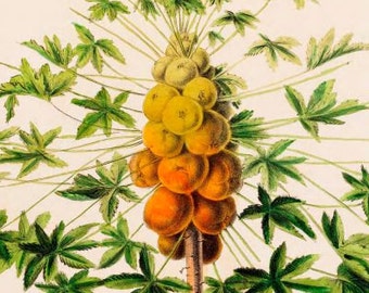 papaya tree and fruit illustration antique botanical print digital download