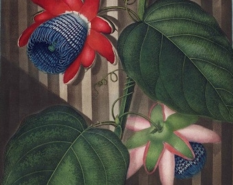 antique english botanical print passion flower illustration DIGITAL DOWNLOAD