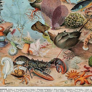 Può includere: Un grafico educativo vintage che illustra varie forme di vita marina, tra cui un'aragosta, stelle marine, anemoni di mare, meduse e un granchio a ferro di cavallo. Il grafico è etichettato "OCEANOGRAPHIE" e presenta illustrazioni numerate di ogni creatura.