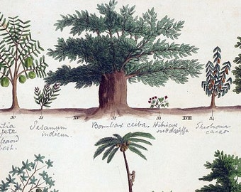 antique botanical print tropical fruit trees illustration DIGITAL DOWNLOAD