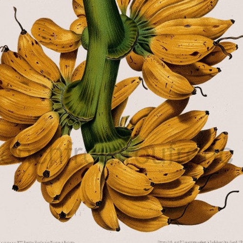 Antique French Botanical Print Plantain Bananas Illustration Etsy