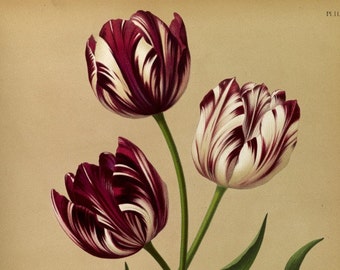 Vintage Flower Poster Tulip Art Print- Great for Nature Lover Gift for Nature Lover Botanical Prints