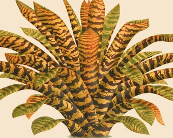 Re di antico francese pianta tropicale verde del download digitale illustrazione bromeliacee