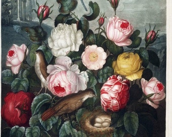 Antique różowy biały żółte róże czerwony ilustracja DIGITAL DOWNLOAD