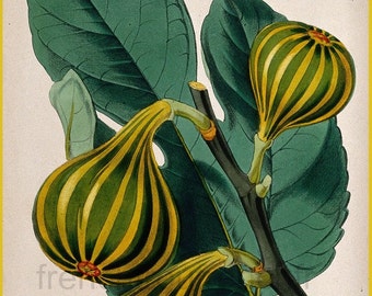 antique french botanical print fig tree illustration DIGITAL DOWNLOAD