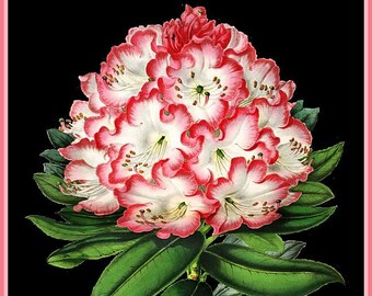 antique french illustration botanical print pink rhododendron DIGITAL DOWNLOAD