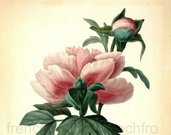 Chinese pink peony antique French botanical illustration DIGITAL DOWNLOAD