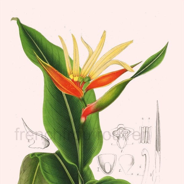 antique french botanical illustration heliconia mexico tropical flowers digital download