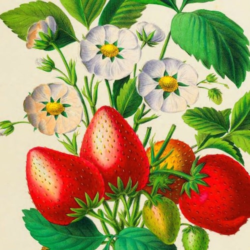 Antique French Botanical Print Sugar Cane Illustration Digital - Etsy
