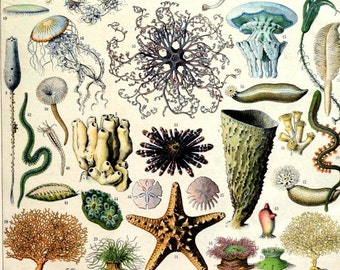 antique french oceanography illustration seashells jellyfishes starfish sand dolars DIGITAL DOWNLOAD