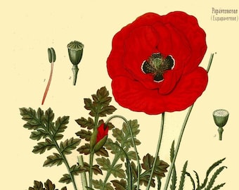 red poppy flowers antique French botanical illustration digital download