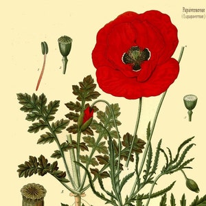 red poppy flowers antique French botanical illustration digital download
