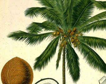 antique botanical print coconut tree illustration digital download