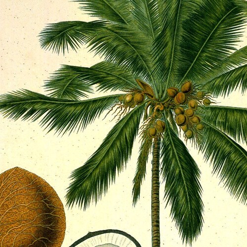 Antique Botanical Print Palm Tree Illustration Digital Etsy