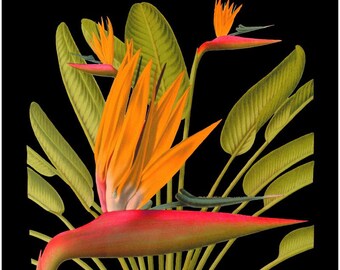 antique french botanical print tropical flower bird of paradise black background illustration digital download