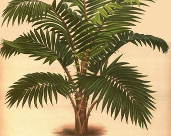 antique french botanical print calamus robustus palm tree illustration digital download