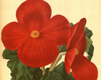 red begonia antique French botanical illustration DIGITAL DOWNLOAD