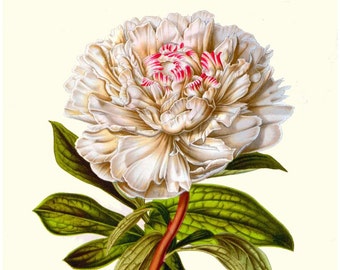 white peony antique French botanical illustration digital download