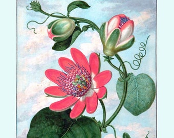 antique french botanical print passiflora passion flower illustration digital download