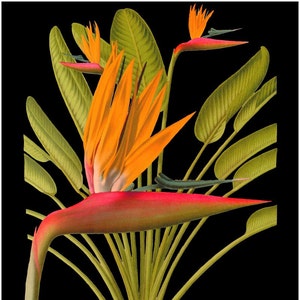 Puede incluir: Una flor de ave del paraíso vibrante de color naranja y rojo con hojas verdes sobre un fondo negro. El nombre científico "Strelitzia Regina" está escrito en la parte inferior de la imagen.