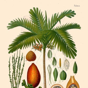 antique french botanical print areca palm tree illustration digital download,