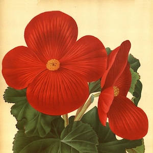 red begonia antique French botanical illustration DIGITAL DOWNLOAD