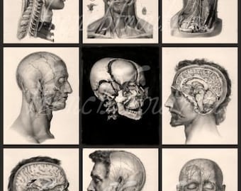 18TH C FRENCH ANTIQUE MEDICAL A3 RE PRINT CRANIO FACIAL ANATOMY BY D/'AGOTY