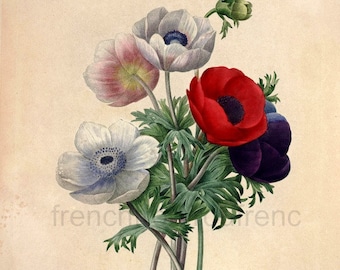 red and pink anemones antique French botanical pint DIGITAL DOWNLOAD