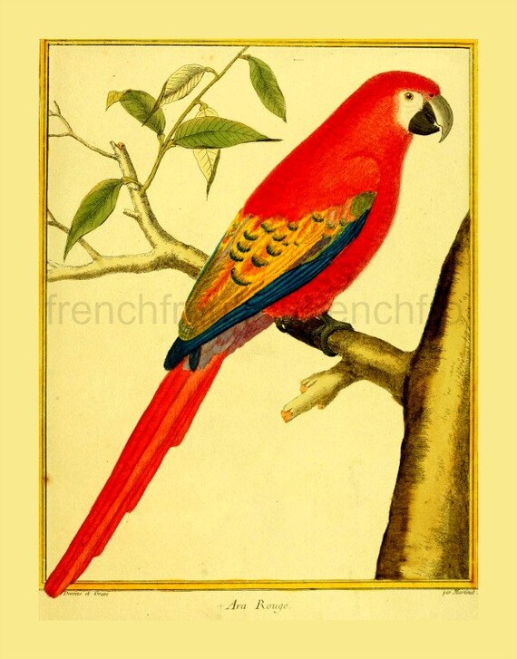 IllustrationEtsy Ara Antique Tropical Red Bird French Macaw IE9WD2H