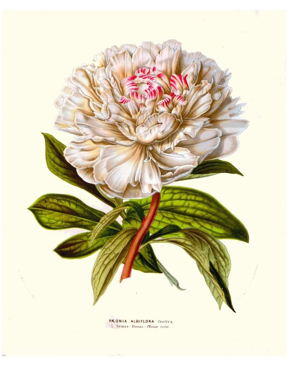Antique french victorian botanical print white peony | Etsy