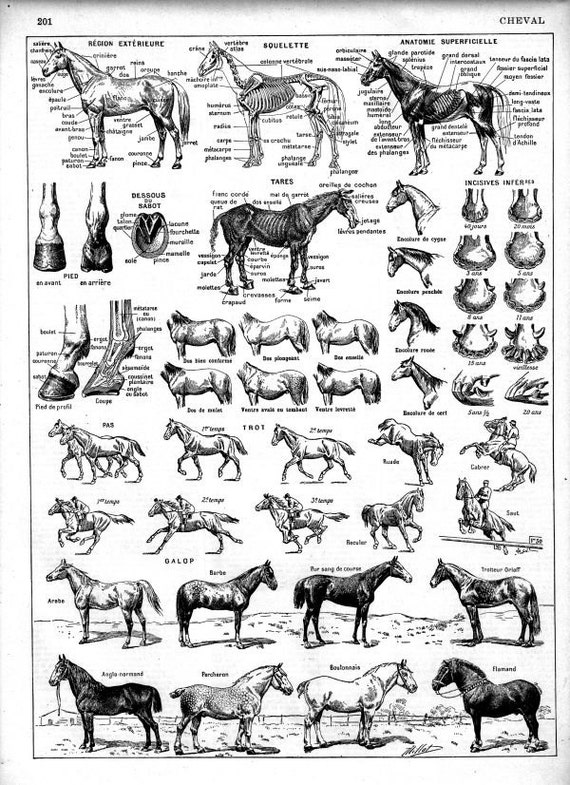 French Equine Anatomy Chart