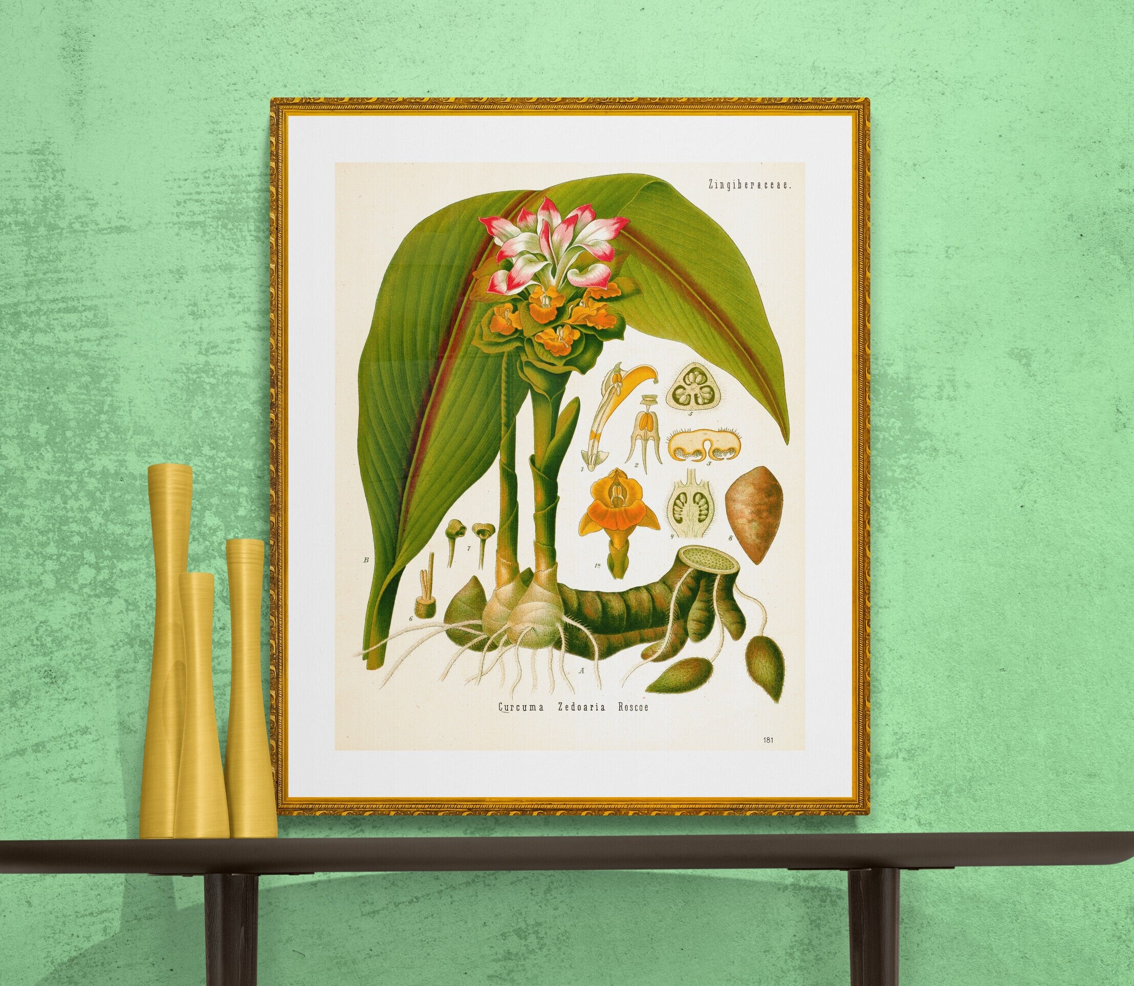 Antigua impresión botánica curcuma cúrcuma ilustración - Etsy México