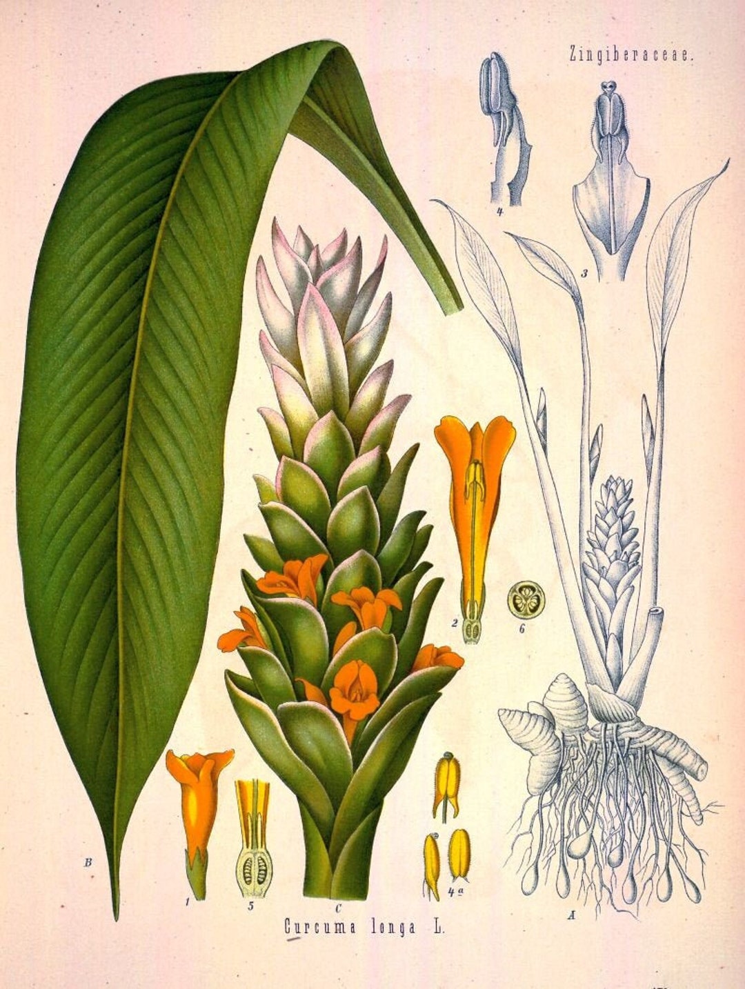Antique French Botanical Print Curcuma Turmeric Illustration Digital
