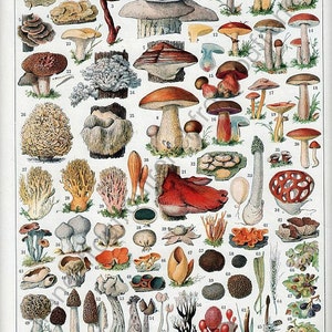 vintage french illustration edible mushrooms print digital download