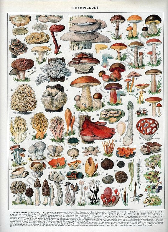 Vintage Francais Illustration Champignons Comestibles Imprimer Etsy Vintage Francais Illustration Champignons Comestibles Imprimer Etsy
