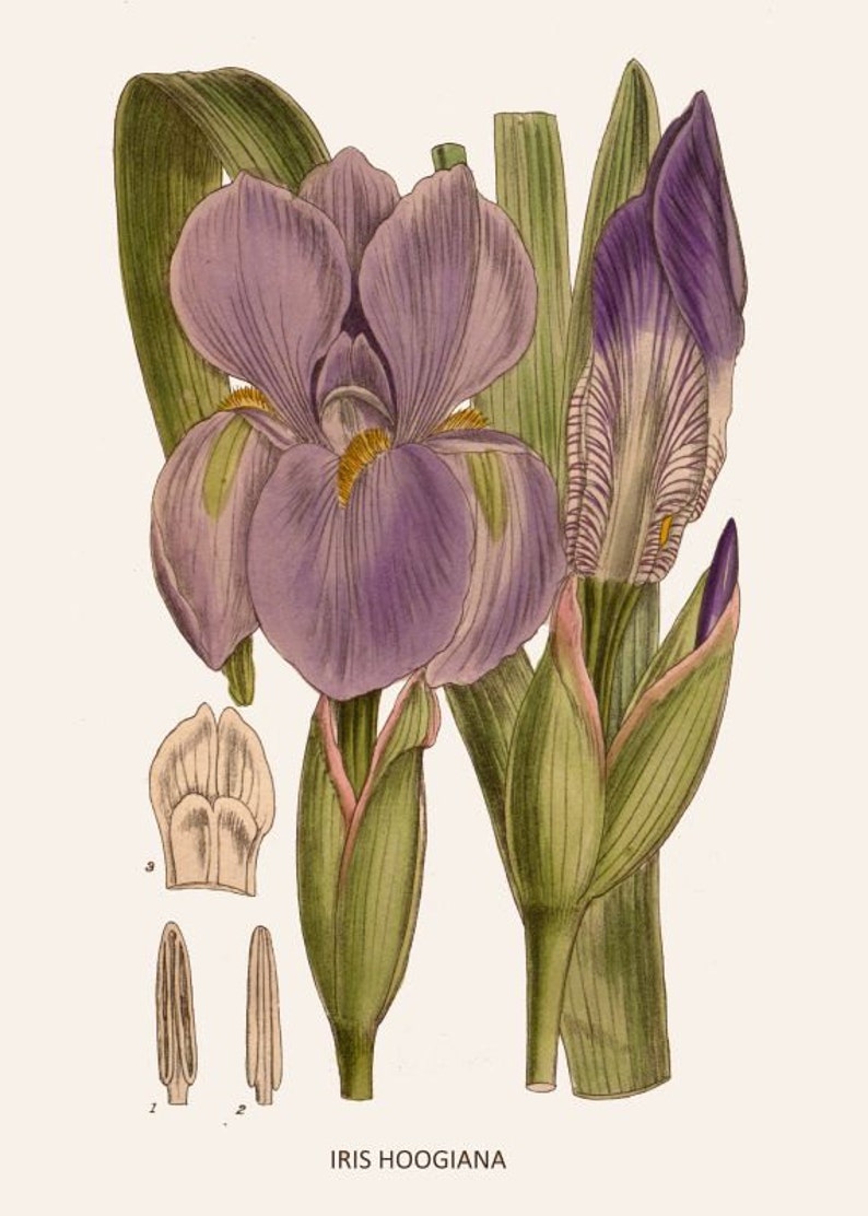 antique victorian botanical print lavender blue iris ornamental flower illustration digital download