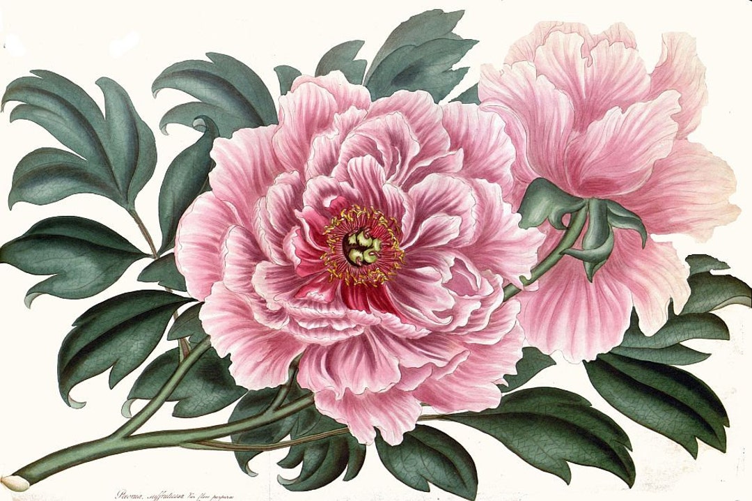 Antique French Botanical Print Double Peony Pink Flower - Etsy